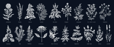 Vintage herbs illustrations on chalkboard. Aromatic plants sketches collection. Botanical design elements. Herbal tea ingredients. Hand drawn medicinal herbs for cosmetics, herbal medicine, perfumery